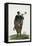 Hottentot Man, Africa-null-Framed Stretched Canvas