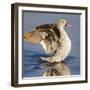 Hottentot teal (Spatula hottentota), Ngorongoro Conservation Area, Tanzania, Africa-Panoramic Images-Framed Photographic Print