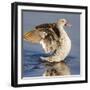 Hottentot teal (Spatula hottentota), Ngorongoro Conservation Area, Tanzania, Africa-Panoramic Images-Framed Photographic Print