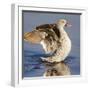 Hottentot teal (Spatula hottentota), Ngorongoro Conservation Area, Tanzania, Africa-Panoramic Images-Framed Photographic Print