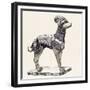 Hound in Body Armour-null-Framed Giclee Print