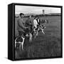 Hound Trailing, One of Cumbrias Oldest and Most Popular Sports, Keswick, 2nd July 1962-Michael Walters-Framed Stretched Canvas
