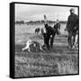 Hound Trailing, One of Cumbrias Oldest and Most Popular Sports, Keswick, 2nd July 1962-Michael Walters-Framed Stretched Canvas