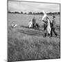 Hound Trailing, One of Cumbrias Oldest and Most Popular Sports, Keswick, 2nd July 1962-Michael Walters-Mounted Photographic Print