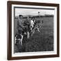 Hound Trailing, One of Cumbrias Oldest and Most Popular Sports, Keswick, 2nd July 1962-Michael Walters-Framed Photographic Print