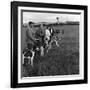 Hound Trailing, One of Cumbrias Oldest and Most Popular Sports, Keswick, 2nd July 1962-Michael Walters-Framed Photographic Print