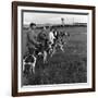 Hound Trailing, One of Cumbrias Oldest and Most Popular Sports, Keswick, 2nd July 1962-Michael Walters-Framed Photographic Print