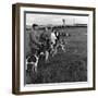 Hound Trailing, One of Cumbrias Oldest and Most Popular Sports, Keswick, 2nd July 1962-Michael Walters-Framed Photographic Print