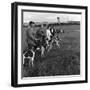 Hound Trailing, One of Cumbrias Oldest and Most Popular Sports, Keswick, 2nd July 1962-Michael Walters-Framed Photographic Print