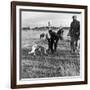 Hound Trailing, One of Cumbrias Oldest and Most Popular Sports, Keswick, 2nd July 1962-Michael Walters-Framed Photographic Print