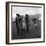 Hound Trailing, One of Cumbrias Oldest and Most Popular Sports, Keswick, 2nd July 1962-Michael Walters-Framed Photographic Print