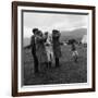 Hound Trailing, One of Cumbrias Oldest and Most Popular Sports, Keswick, 2nd July 1962-Michael Walters-Framed Photographic Print