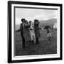 Hound Trailing, One of Cumbrias Oldest and Most Popular Sports, Keswick, 2nd July 1962-Michael Walters-Framed Photographic Print