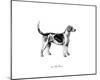 Hound-The Chelsea Collection-Mounted Giclee Print