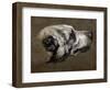 Hound-Pieter Or Peter Boel-Framed Giclee Print