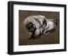 Hound-Pieter Or Peter Boel-Framed Giclee Print