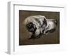 Hound-Pieter Or Peter Boel-Framed Giclee Print