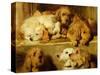 Hounds in a Kennel-Edwin Henry Landseer-Stretched Canvas