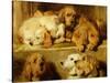 Hounds in a Kennel-Edwin Henry Landseer-Stretched Canvas