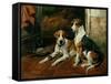 Hounds in a Stable Interior-John Emms-Framed Stretched Canvas