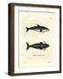 Hourglass Dolphin-null-Framed Giclee Print