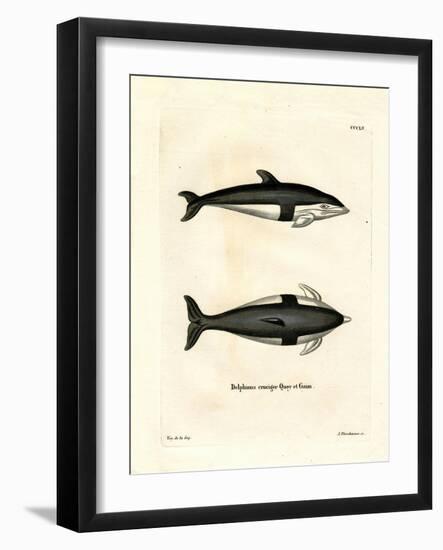 Hourglass Dolphin-null-Framed Giclee Print