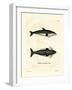 Hourglass Dolphin-null-Framed Giclee Print