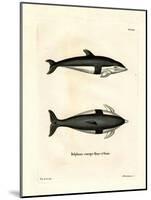 Hourglass Dolphin-null-Mounted Giclee Print