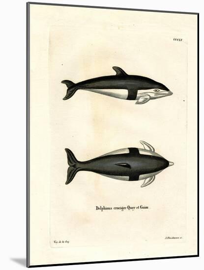 Hourglass Dolphin-null-Mounted Giclee Print