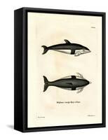 Hourglass Dolphin-null-Framed Stretched Canvas