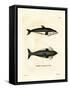 Hourglass Dolphin-null-Framed Stretched Canvas