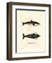 Hourglass Dolphin-null-Framed Premium Giclee Print