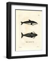 Hourglass Dolphin-null-Framed Premium Giclee Print