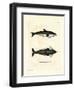 Hourglass Dolphin-null-Framed Premium Giclee Print