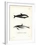 Hourglass Dolphin-null-Framed Giclee Print