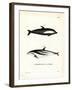 Hourglass Dolphin-null-Framed Giclee Print