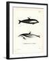 Hourglass Dolphin-null-Framed Giclee Print