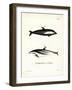 Hourglass Dolphin-null-Framed Giclee Print