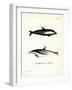 Hourglass Dolphin-null-Framed Giclee Print