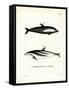 Hourglass Dolphin-null-Framed Stretched Canvas