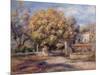 House and Garden at Cagnes, C. 1905-Pierre-Auguste Renoir-Mounted Giclee Print