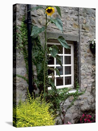 House and Sunflower, Yorkshire Dales National Park, Yorkshire, England, United Kingdom, Europe-Patrick Dieudonne-Stretched Canvas