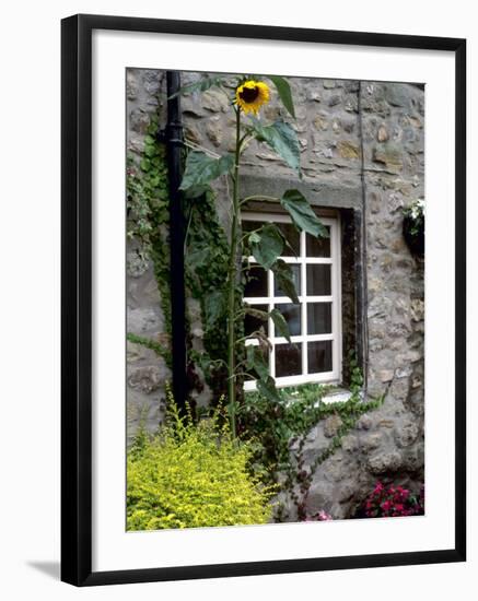 House and Sunflower, Yorkshire Dales National Park, Yorkshire, England, United Kingdom, Europe-Patrick Dieudonne-Framed Photographic Print