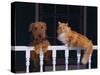 House Cat and Airedale Terrier-DLILLC-Stretched Canvas