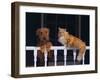 House Cat and Airedale Terrier-DLILLC-Framed Photographic Print