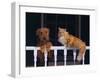 House Cat and Airedale Terrier-DLILLC-Framed Photographic Print