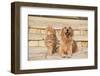 House Cat and Golden Retriever-DLILLC-Framed Photographic Print