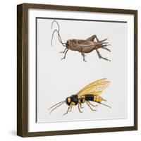 House Cricket (Acheta Domestica)-null-Framed Giclee Print