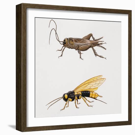 House Cricket (Acheta Domestica)-null-Framed Giclee Print