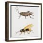 House Cricket (Acheta Domestica)-null-Framed Giclee Print